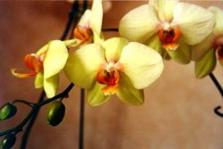 Orchidee Phalaenopsis