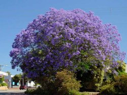 jacaranda-2.jpg