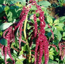 Giardinaggio.it: Coda di gatto, Amaranto - Amaranthus caudatus