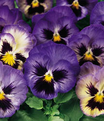 Immagine reperita in rete - http://www.giardinaggio.it/giardino/annuali/annualisingole/Viola/Viola.asp