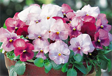 v_antique_rose.jpg