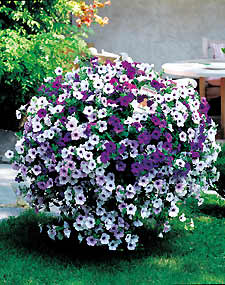 Petunia