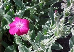 Kukusckslichtnelke - Lychnis flos cuculi