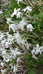 j_polyanthum.jpg