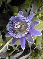 Passionsblumen