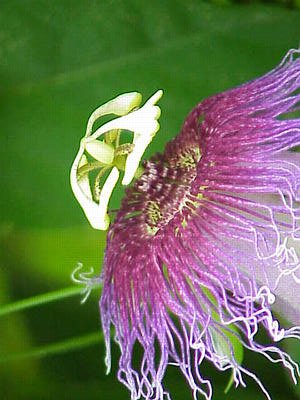 Passionsblumen