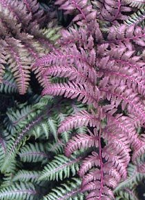 athyrium1.jpg