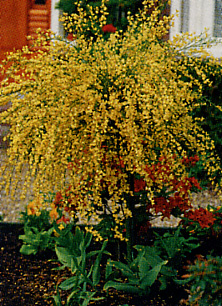 Ginster - Genista lydia