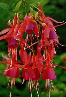Fuchsie - Fucsia