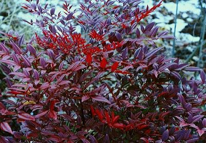 nandina%20domestica.jpg