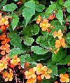 Begonia sutherlandii"