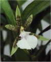 Aspasia