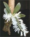 Orchideen Aerangis