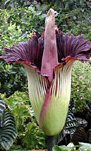 Amorphophallus"