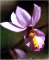 Barkeria
