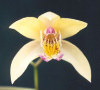 Bletilla striata - 