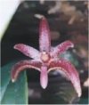 Orchideen Bulbophyllum