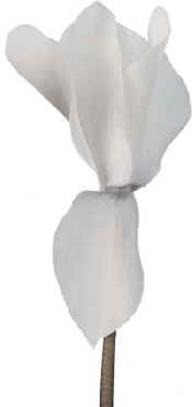 ciclamino