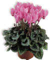 Ciclamino Persicum Halios 'Rosa'