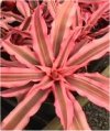 Cryptanthus"