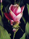 Curcuma alismatifolia"