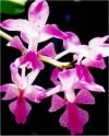 Aerides