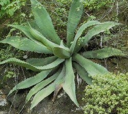 Agave marmorata"