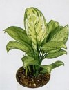 Aglaonema pictun"