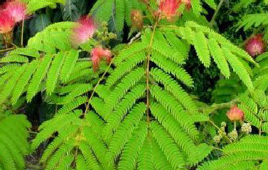 L'albizia