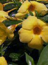 Allamanda cathartica"