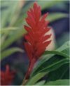 Alpinia zerumbet"