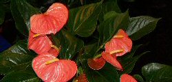 Anthurium