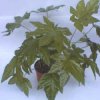 Aralia sieboldii"