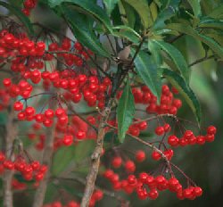 Ardisia  Ardisia crenata