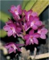 Ascocentrum
