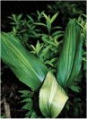 Aspidistra elatior"