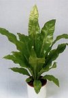 Asplenium nidus"