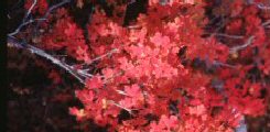 I bonsai in autunno