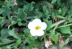 Bacopa