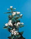 Bouvardia ternifolia"