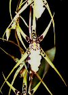 Brassia