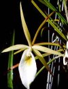 Brassavola