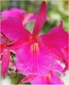 Orchideen Broughtonia