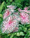 Caladium"