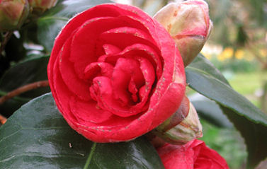 La camelia