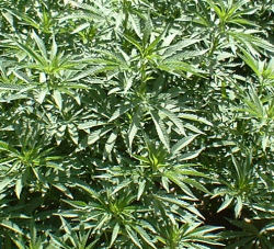 La cannabis