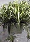 Chlorophytum"