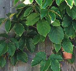 Vite australiana  Cissus