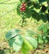 Coffea arabica"