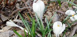 Colchici e crocus